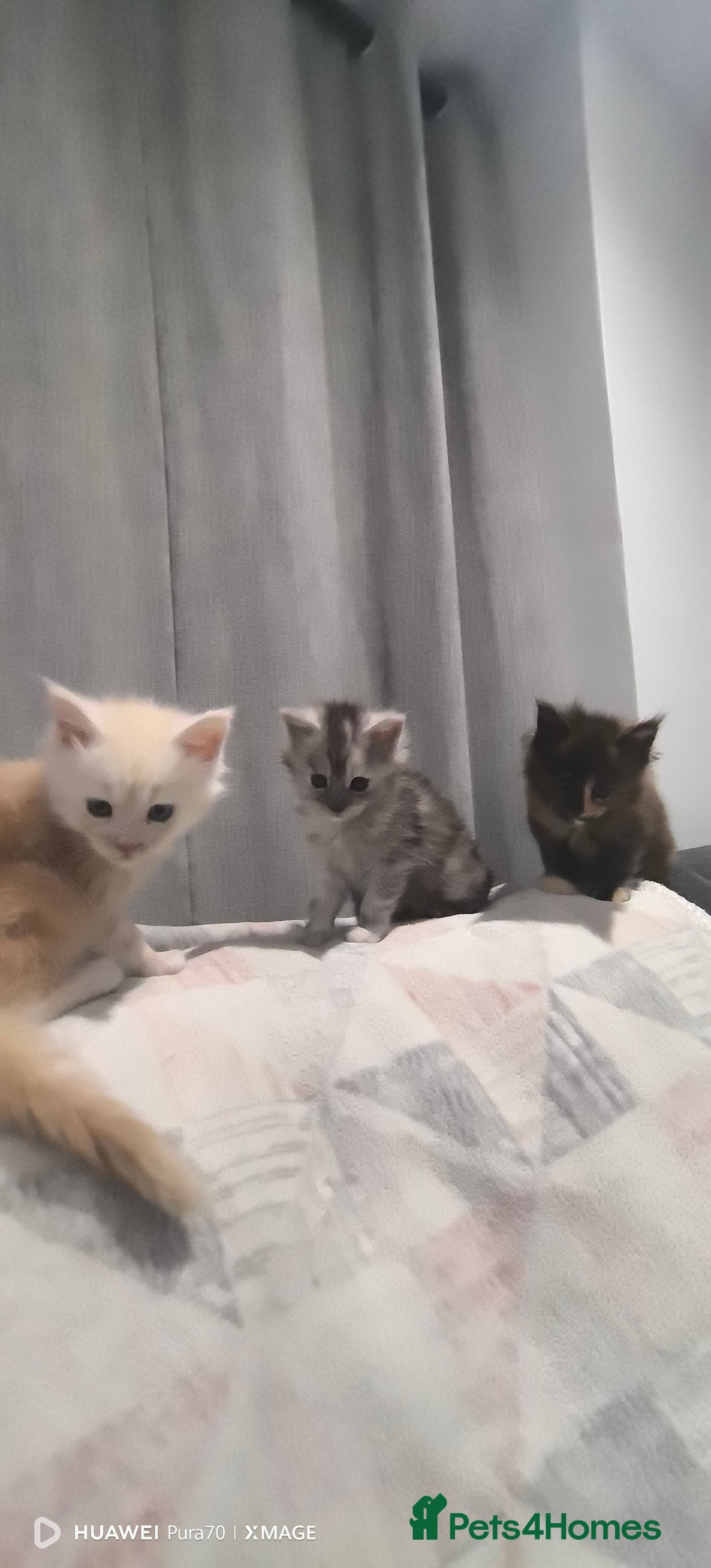 Maine Coon cats for sale: kittens Main Coon - Advert 14