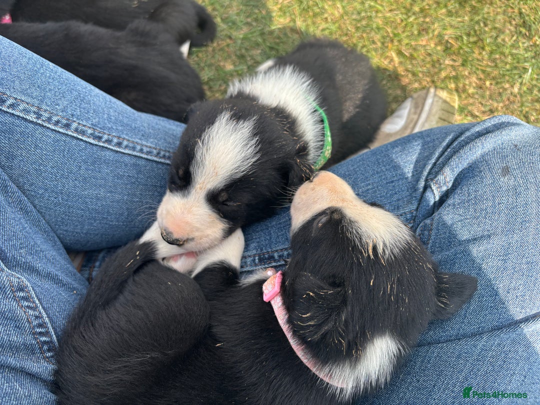Border Collie dogs for sale: Border collie pups - Image 4