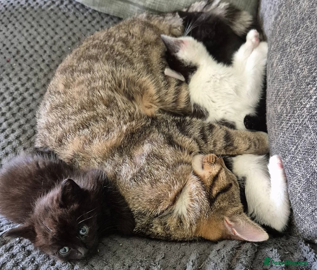 Mixed Breed cats for sale: 2 male kittens for sale  - Image 5