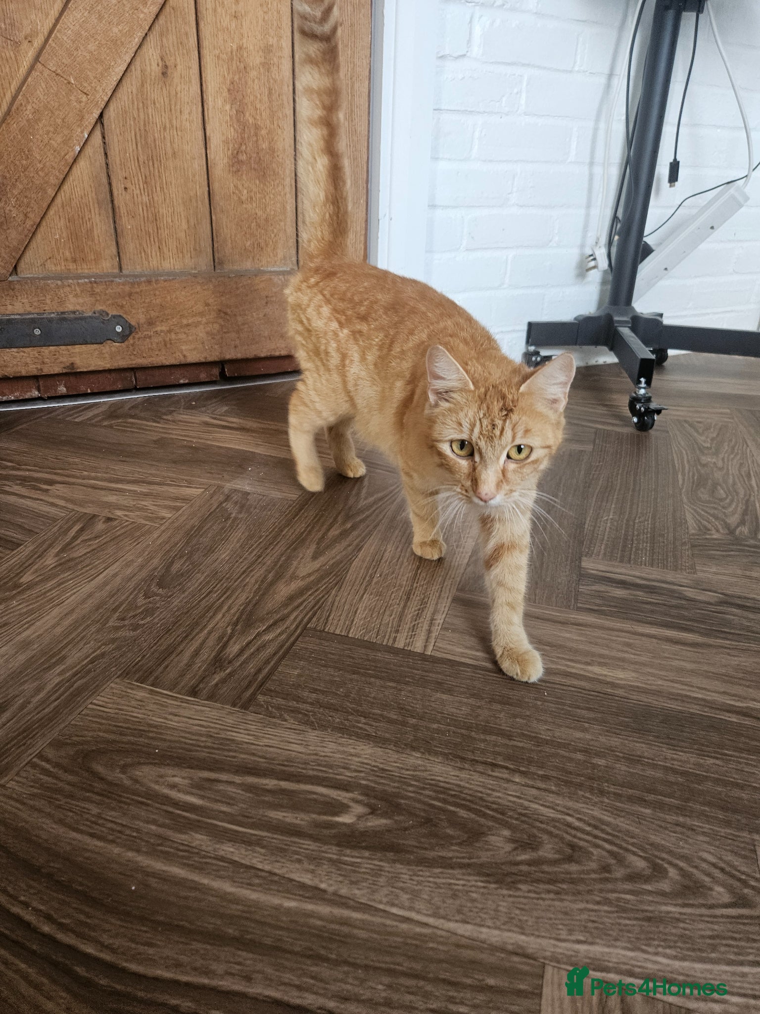 Mixed Breed cats for sale: Kittens  - Advert 7