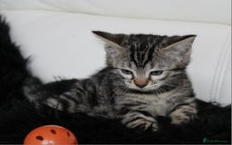 Bengal cats for sale: Gorgeous Bengal kittens - Image 17