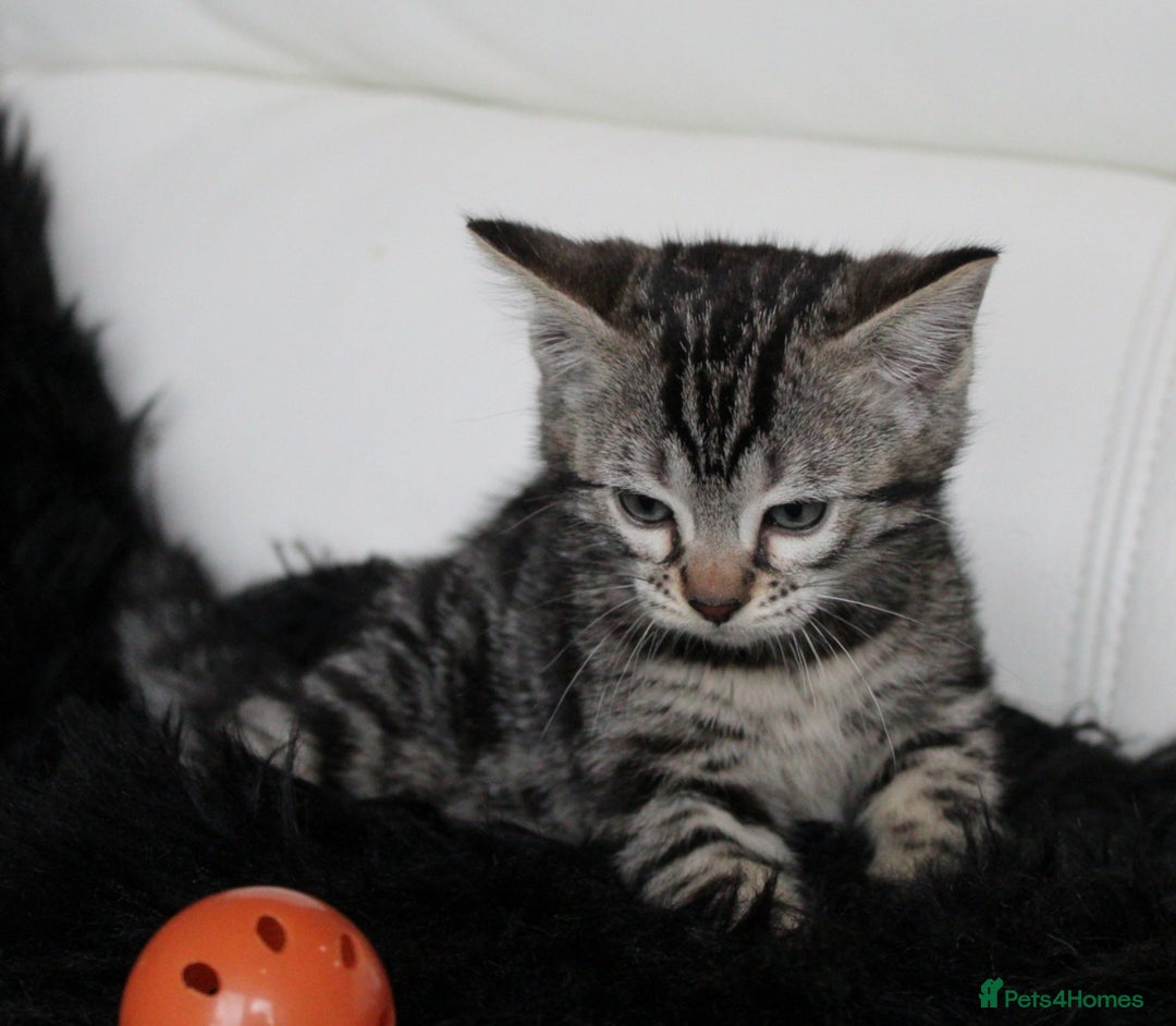 Bengal cats for sale: Gorgeous Bengal kittens - Image 17