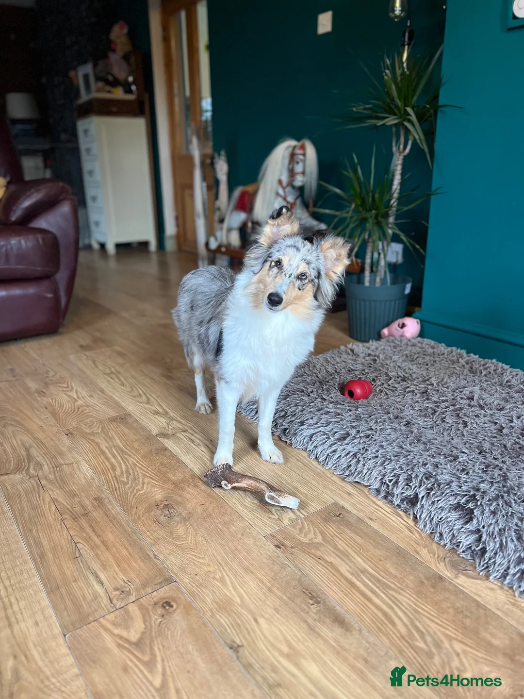 Shetland Sheepdog dogs for sale: Shetland sheep dog girl pup - Advert 2