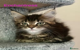 Maine Coon cats for sale: GCCF Maine Coon Kitten Stunning Girl Ready Now - Image 14