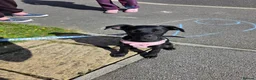 Mixed Breed dogs for sale: Black Doberman x Collie puppy under 4months old - Advert 1
