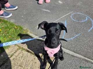 Mixed Breed dogs Black Doberman x Collie puppy - Advert 1