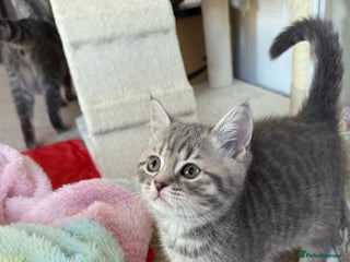 British Shorthair cats BRITISH SHORTHAIR KITTENS - Advert 3