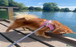 German Spitz dogs for sale: German Spitz girl  - Image 2