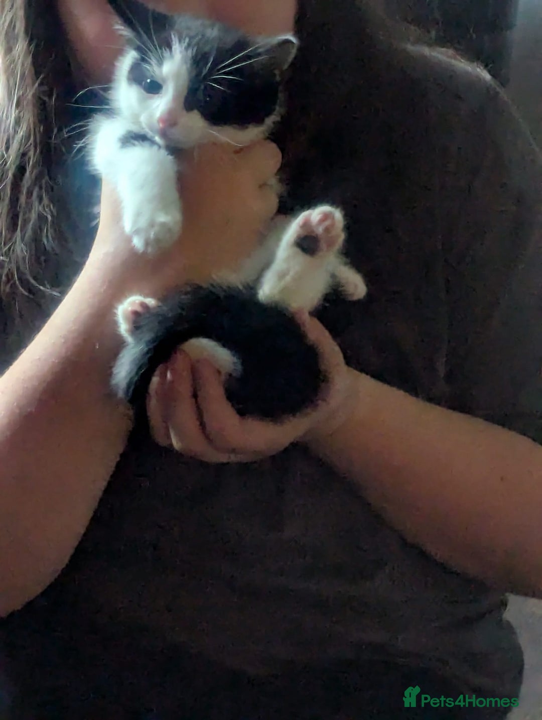 Mixed Breed cats for sale: Kittens for sale - Image 2