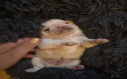 Pug dogs for sale: Beautiful Pug Puppies Male Female - Image 13