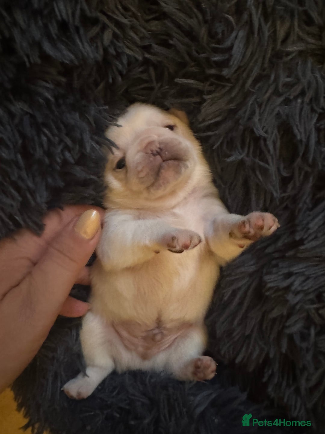 Pug dogs for sale: Beautiful Pug Puppies Male Female - Image 13