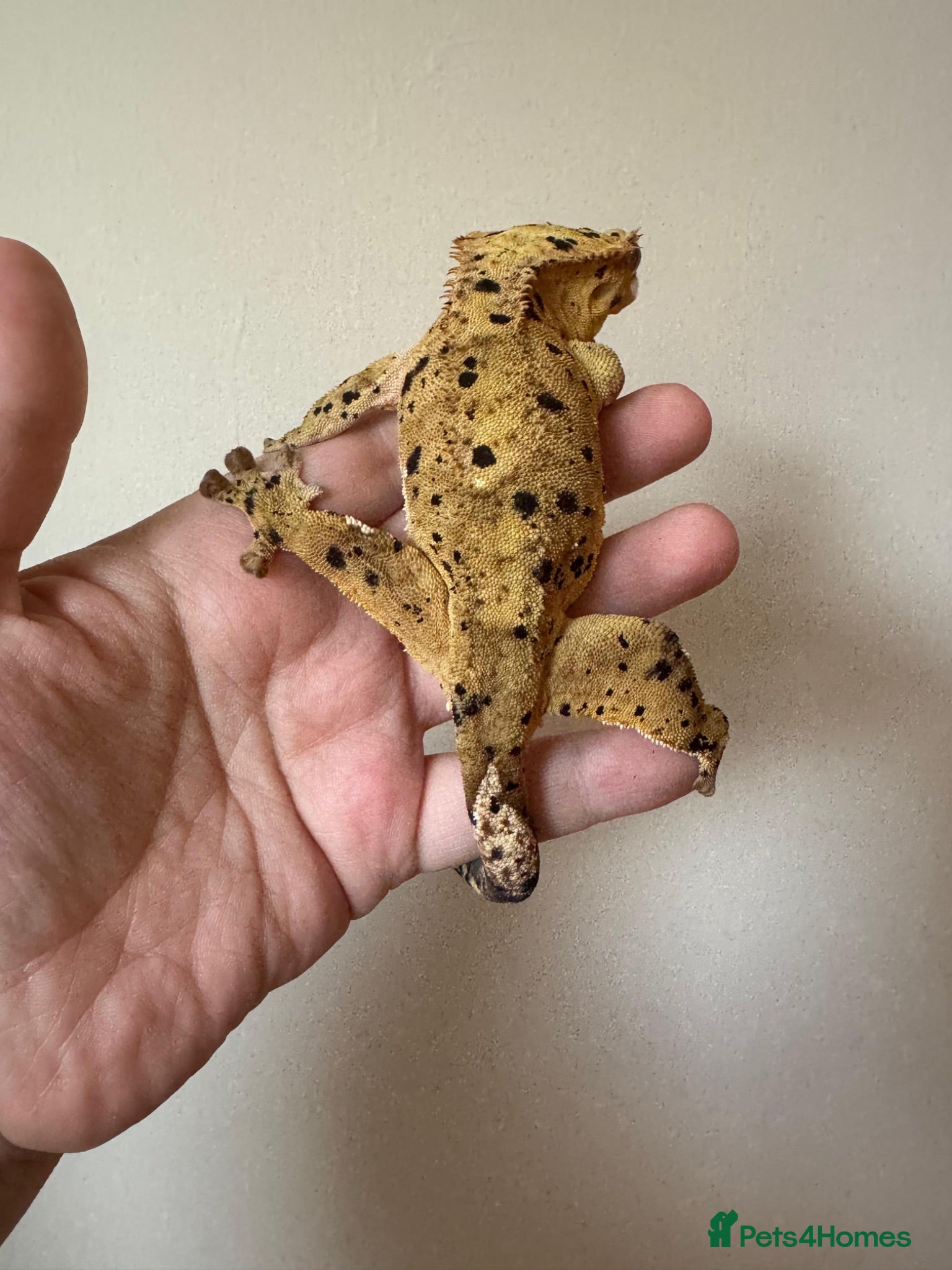 Gecko reptiles Various Crested Geckos for new homes  - Advert 12