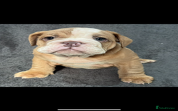 English Bulldog dogs for sale: 6 beautiful DWKC pups for sale  - Image 9