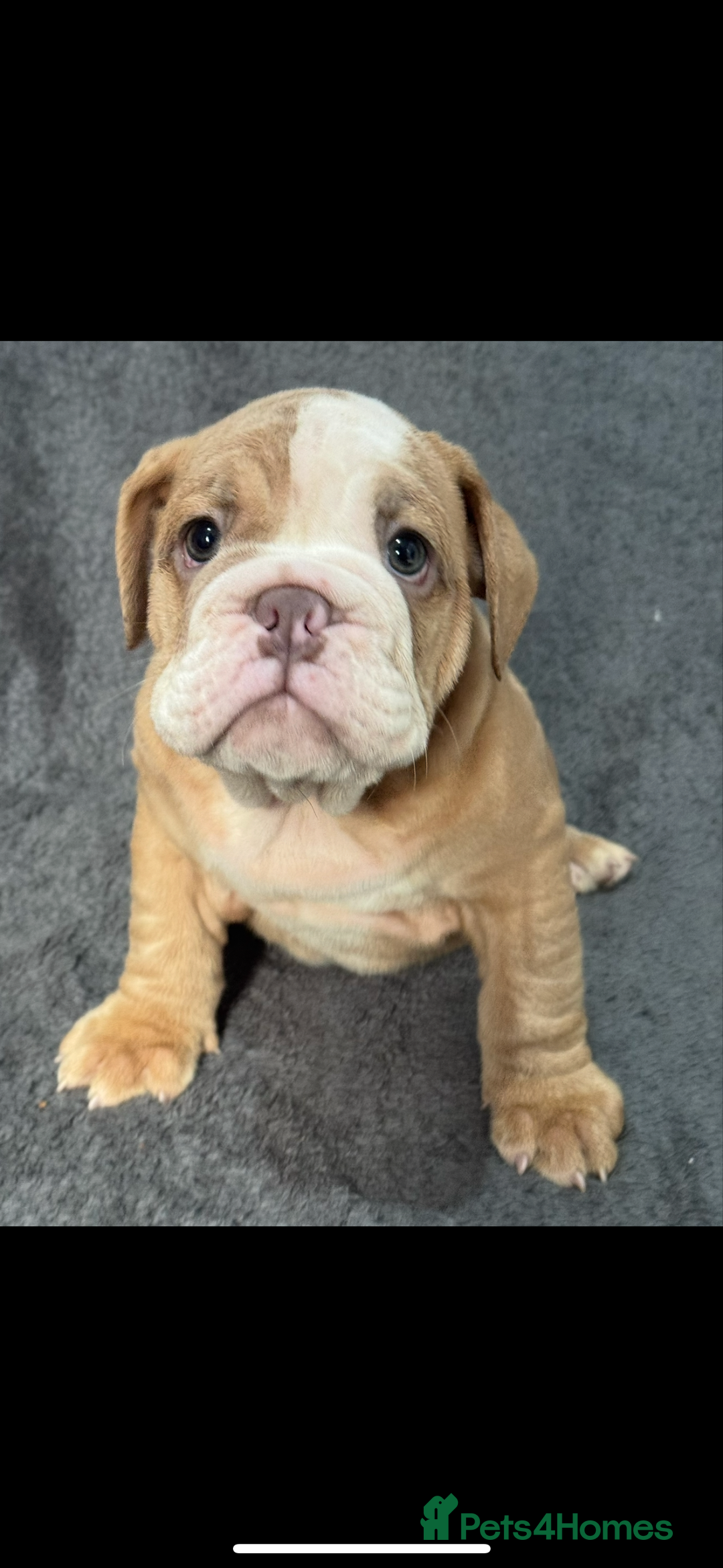 English Bulldog dogs for sale: 6 beautiful DWKC pups for sale  - Image 9