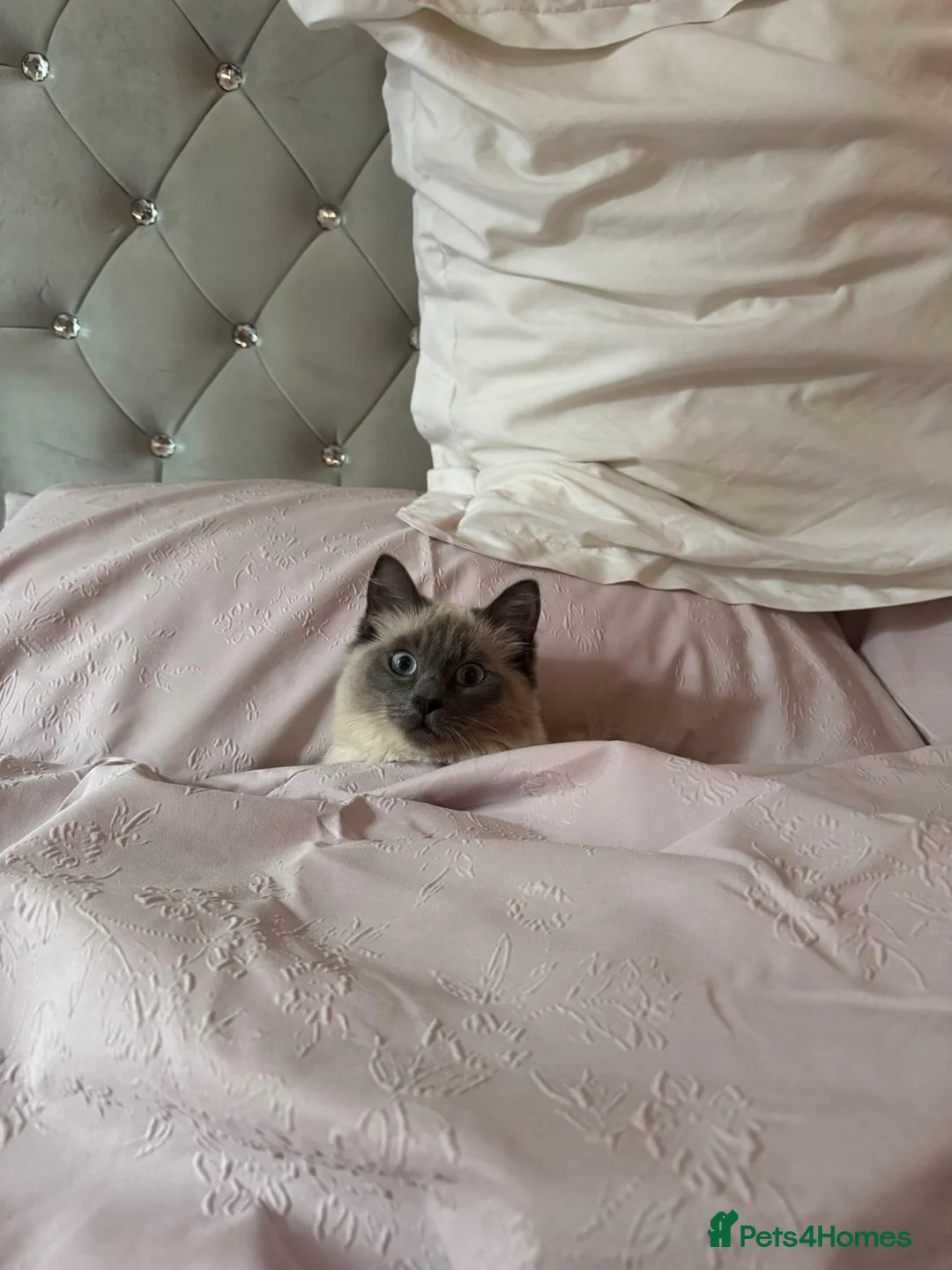 Ragdoll cats for sale: 11 Month old Ragdoll in Beaminster - Advert 2