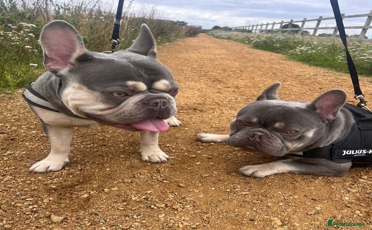 French Bulldog dogs - Advert 16