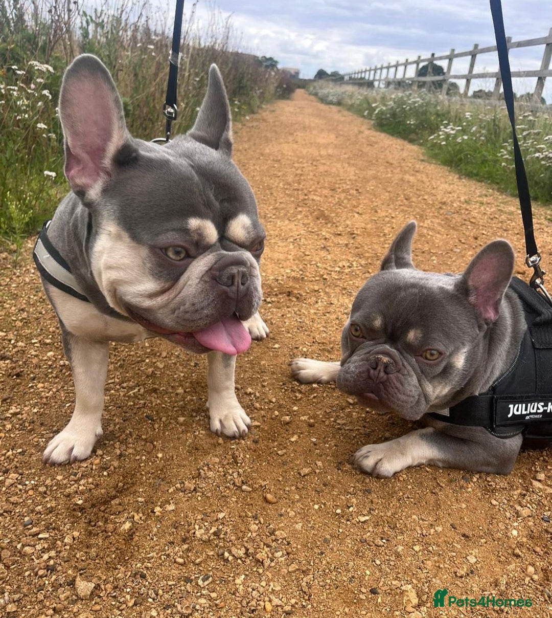 French Bulldog dogs for sale: Adult males for sale - Image 1
