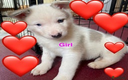 Mixed Breed dogs for sale: 3 husky puppies for sale - Image 1