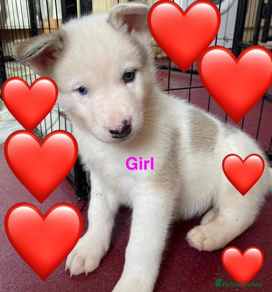 Mixed Breed dogs for sale: 3 husky puppies for sale - Image 1