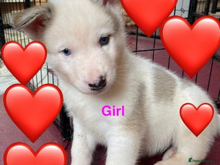 Mixed Breed dogs - Advert 4