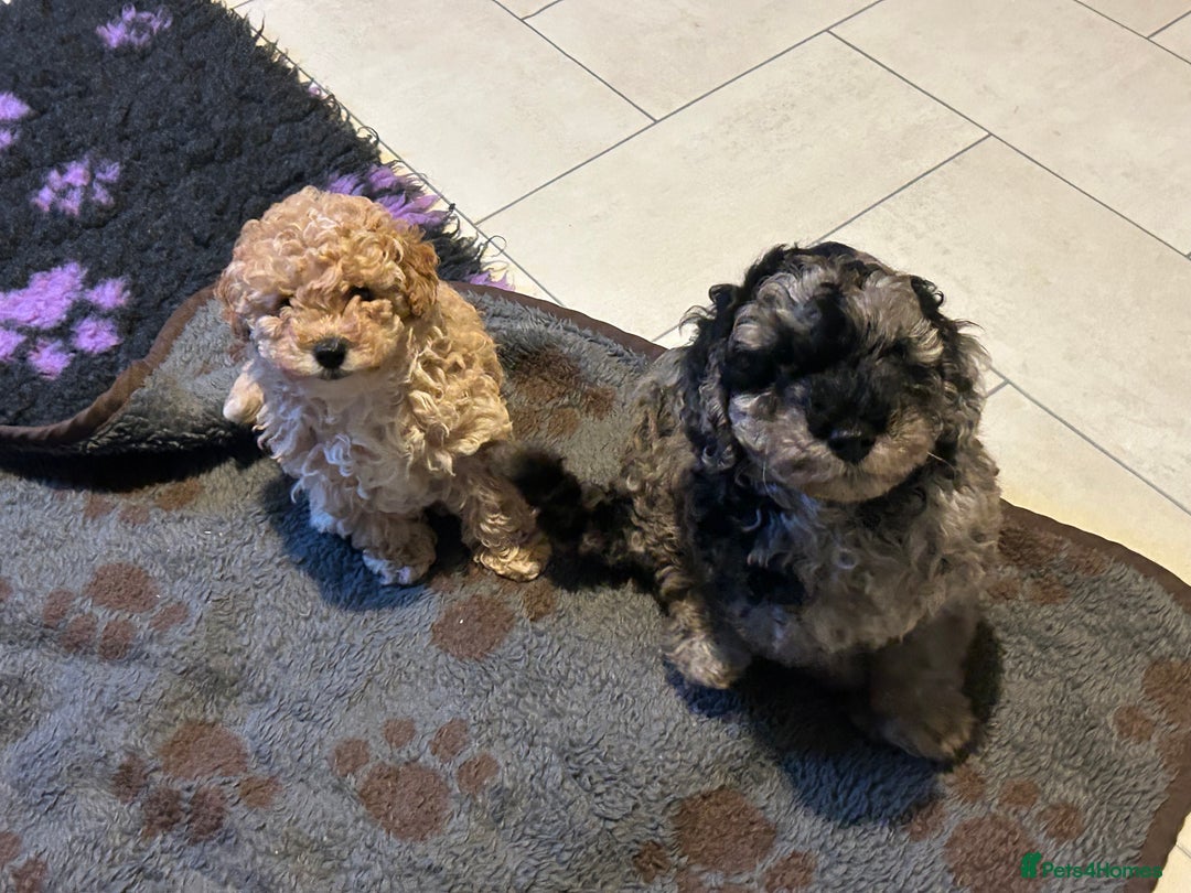 Cockapoo dogs for sale: Miniature cockapoo puppies Merle and Apricot - Image 17