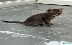 Turkish Angora cats for sale: Playful Kittens - Each ready for a loving home - Image 16