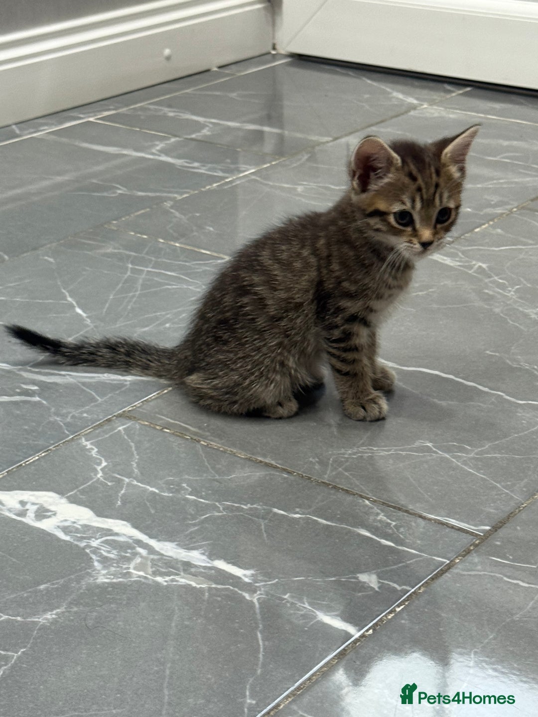 Turkish Angora cats for sale: Playful Kittens - Each ready for a loving home - Image 16