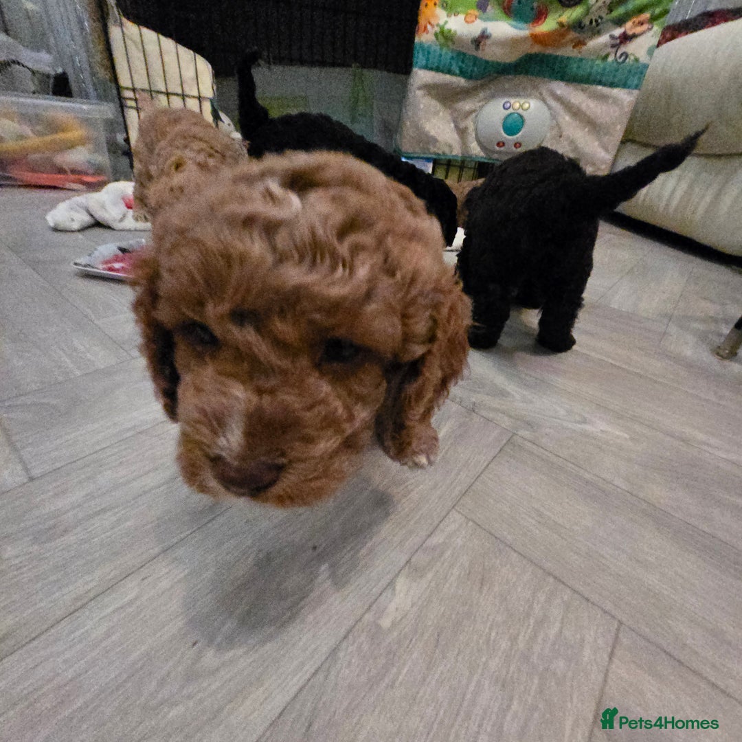 Cavapoo dogs for sale: Teddy bear cavapoo  - Advert 15