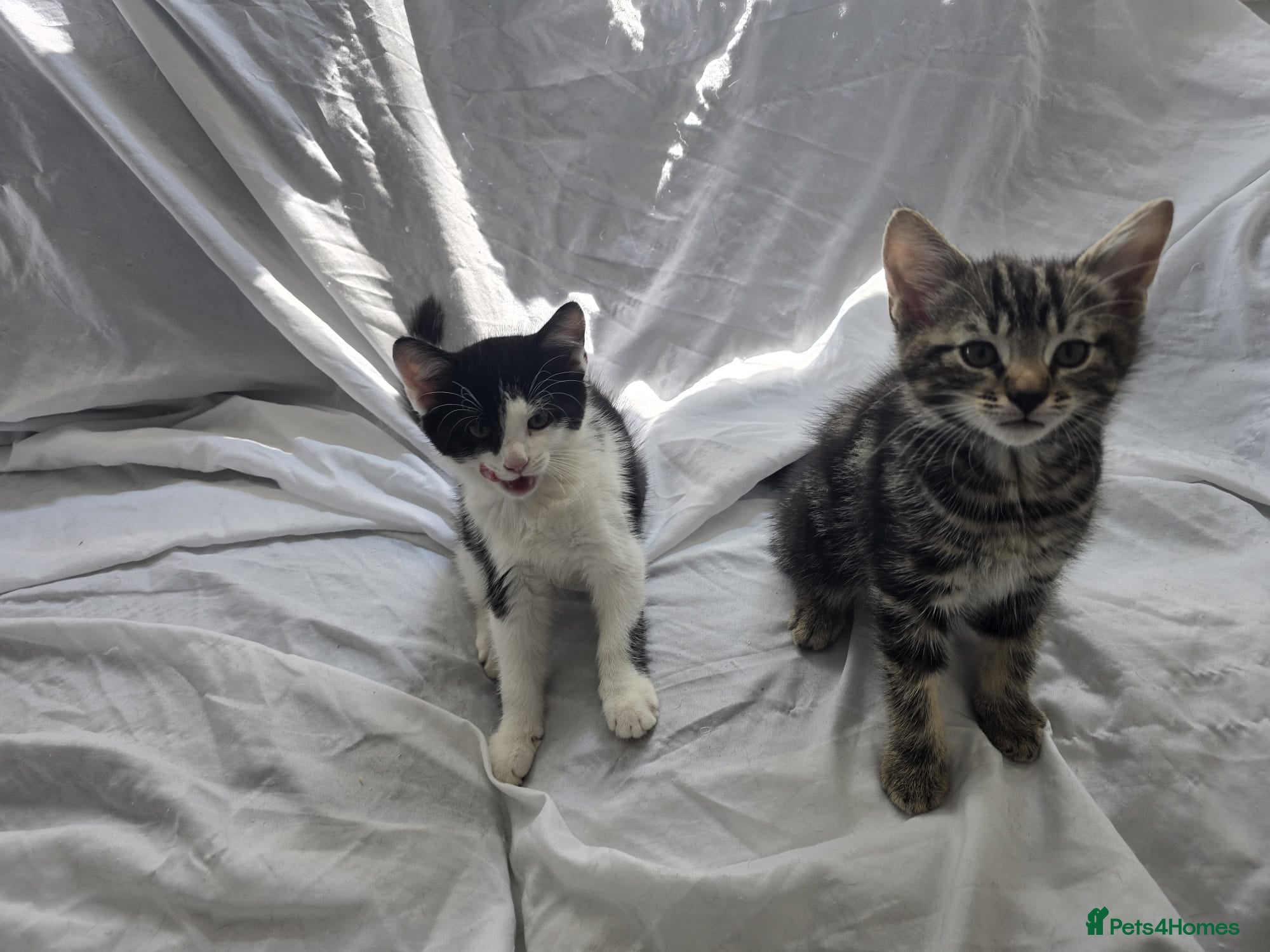 Aegean cats The kittens  - Advert 1