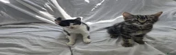 Aegean cats for sale: The kittens  - Advert 1