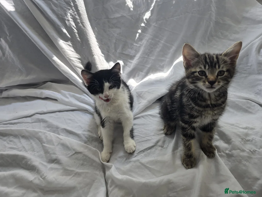 Aegean cats for sale: The kittens  - Advert 1