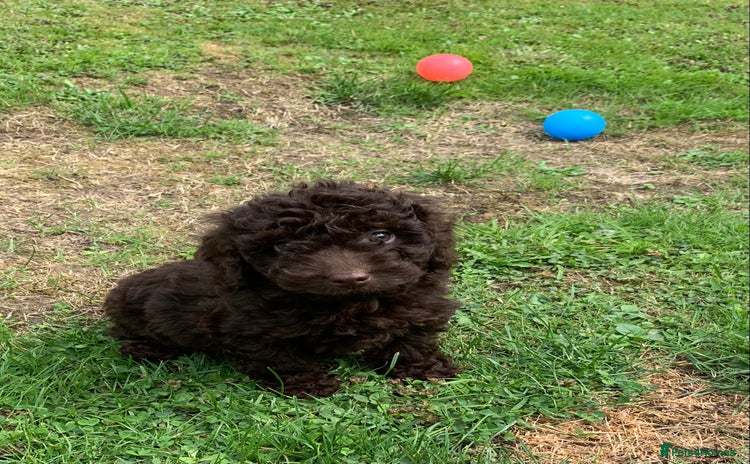Cockapoo dogs - Advert 4