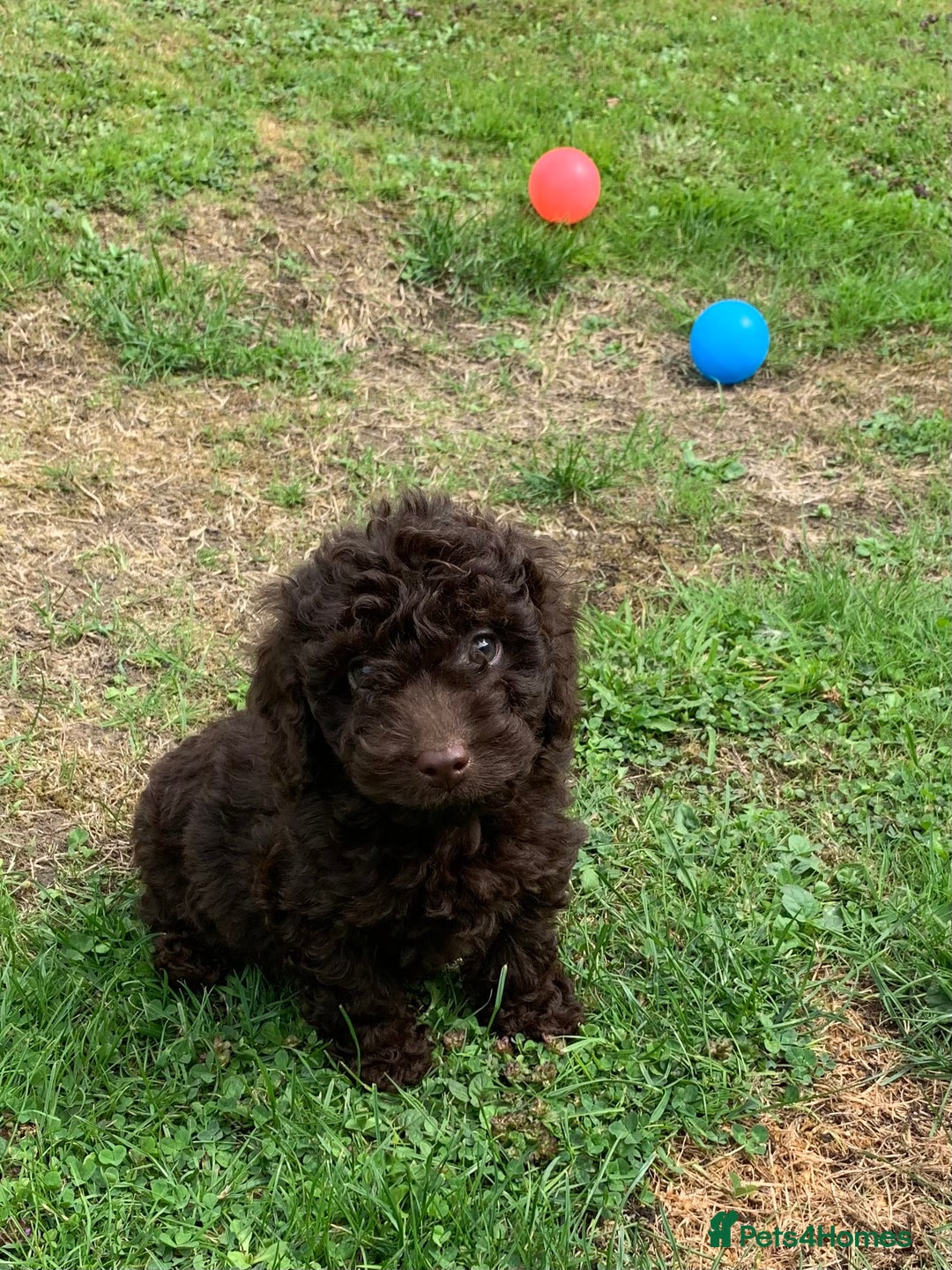 Cockapoo dogs for sale: READY NOW F1b Cockapoo puppies DNA CLEAR - Image 1