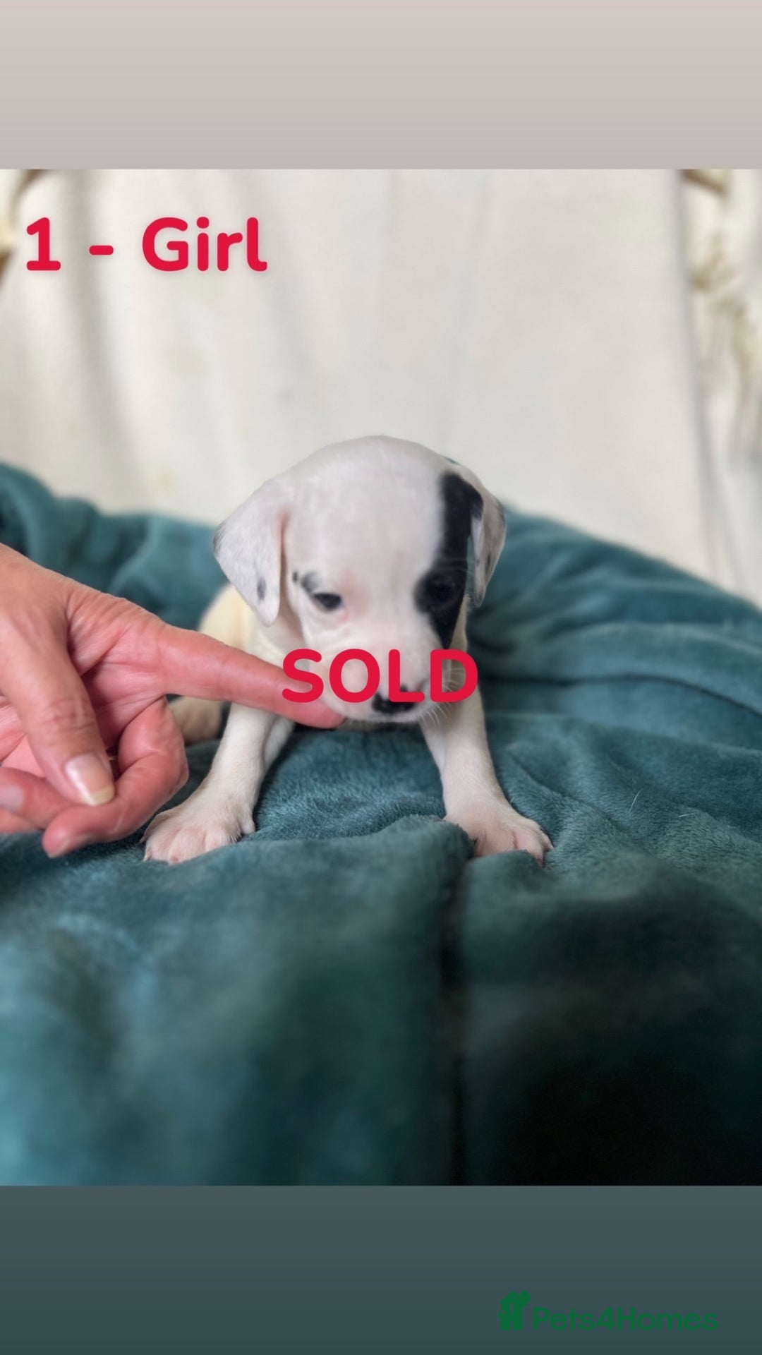 Mixed Breed dogs for sale: Old Tyme English Bulldog x Sproodle Puppies - Image 36