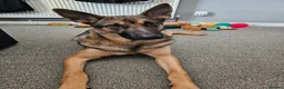 Mixed Breed dogs for sale: Belgian malinois cross german shephard - Advert 5