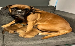 Boxer dogs for sale: Beautiful bob/tailed litter pure boxers  - Advert 26