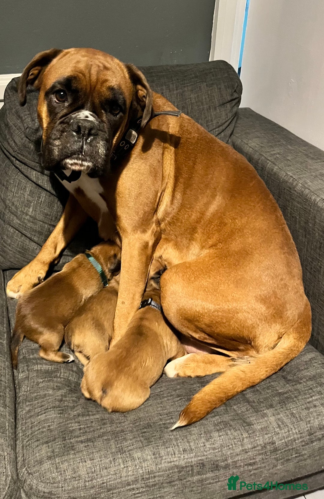 Boxer dogs for sale: Beautiful bob/tailed litter pure boxers  - Advert 26