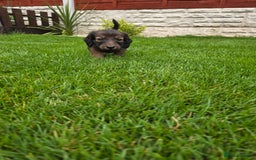 Dachshund dogs for sale: Red long-haired standard dachshund puppies - Image 19