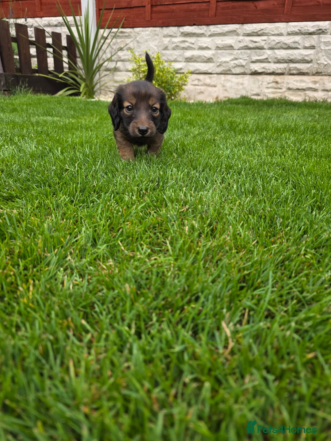 Dachshund dogs for sale: Red long-haired standard dachshund puppies - Image 19