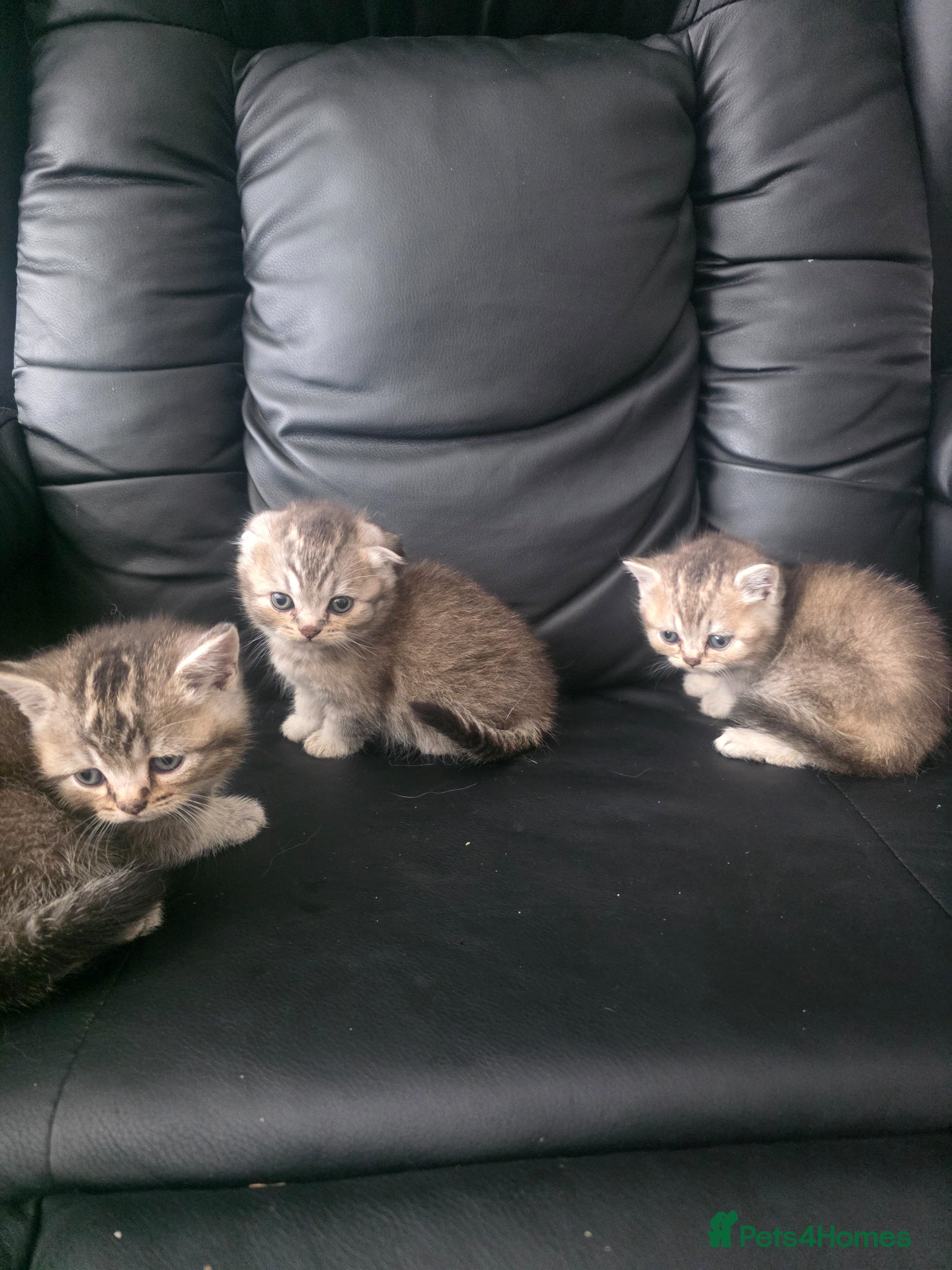 Scottish Fold cats Scottish fold kittens  for sale - Advert 1