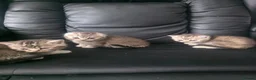 Scottish Fold cats for sale: Scottish fold kittens  for sale - Advert 1