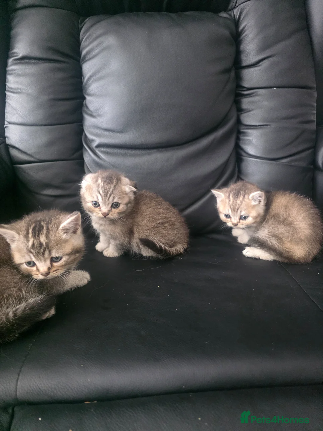 Scottish Fold cats for sale: Scottish fold kittens  for sale - Advert 1