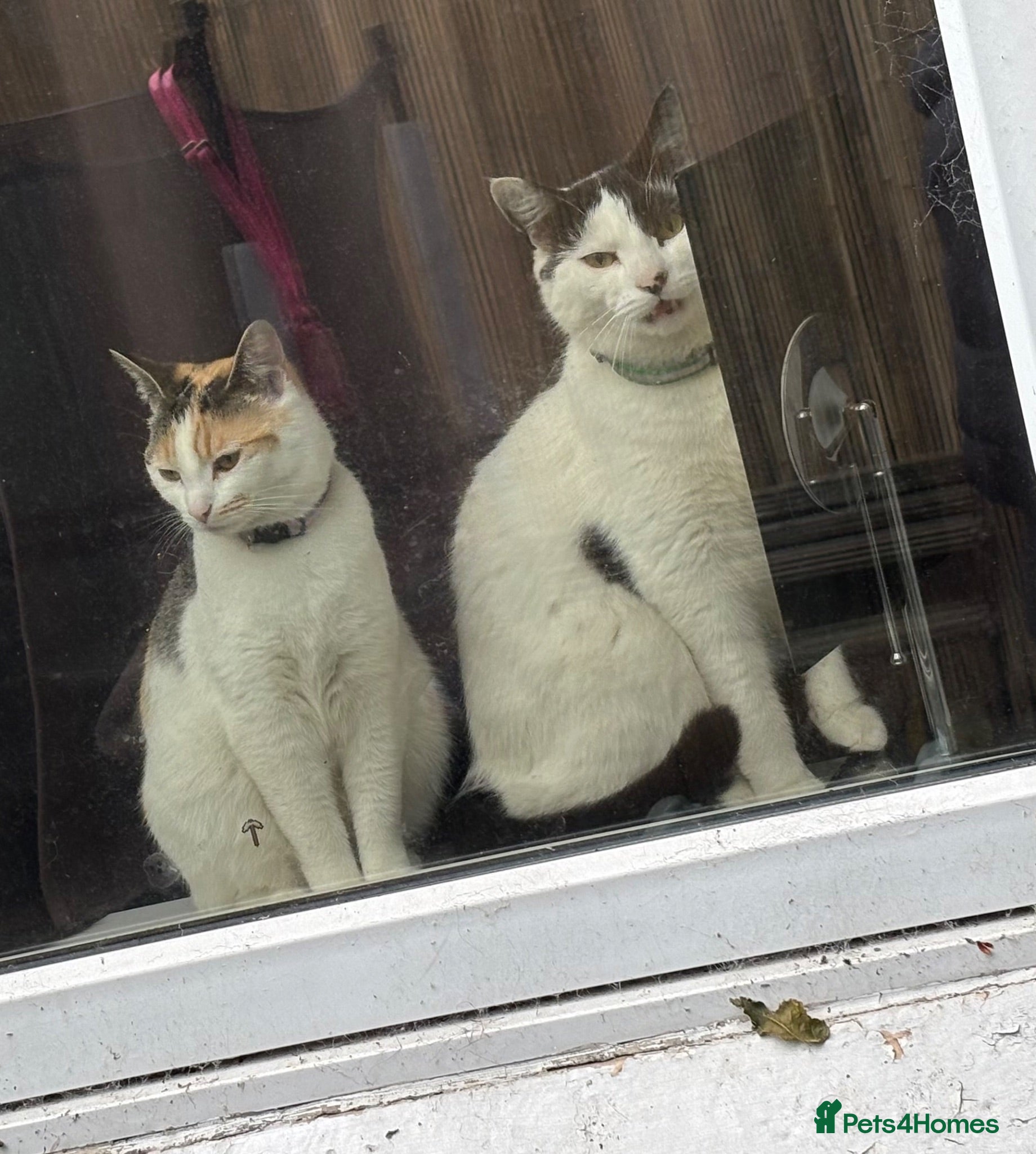 Mixed Breed cats Brother and sister - Advert 8
