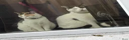 Mixed Breed cats for sale: Brother and sister - Advert 1