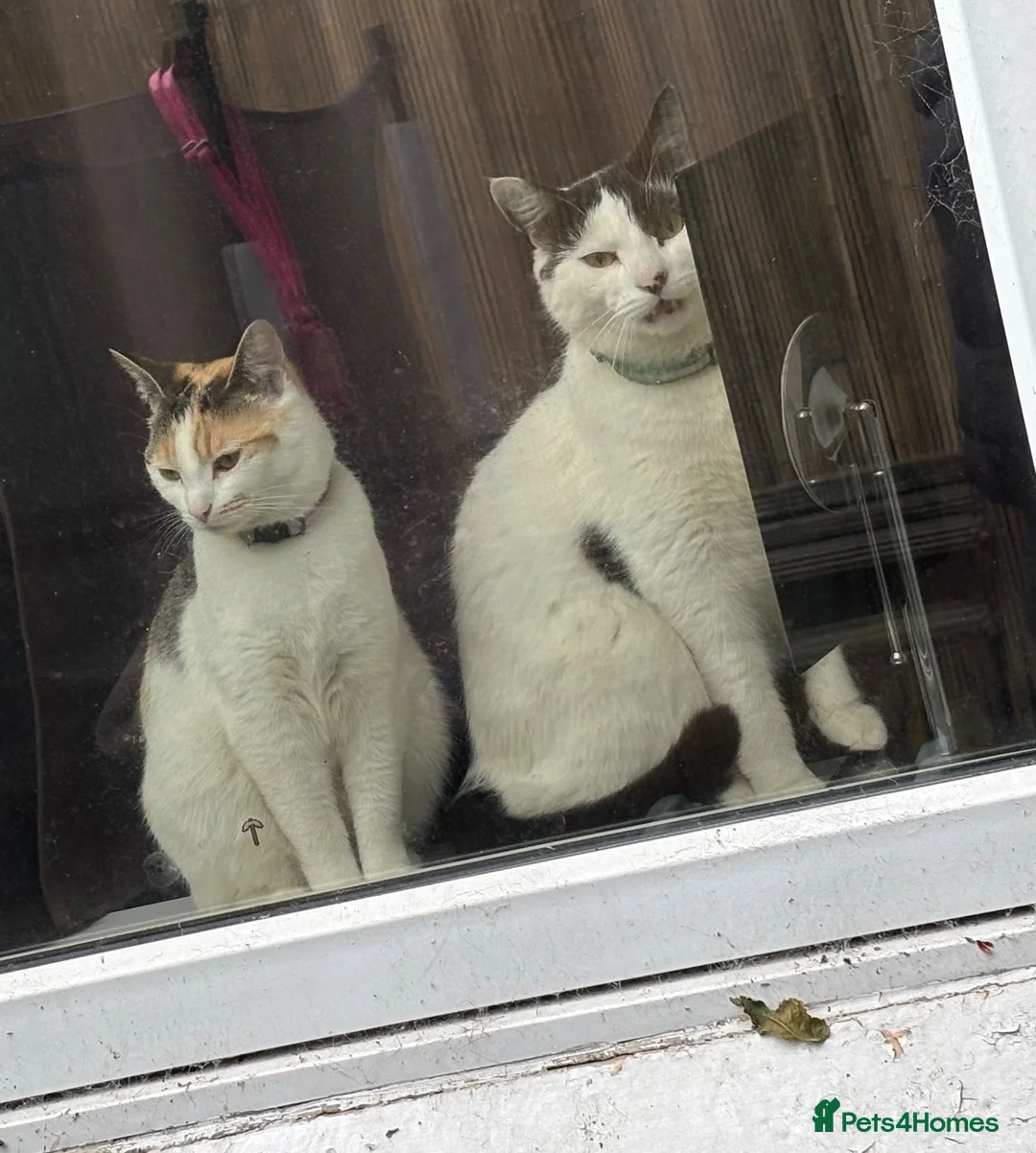 Mixed Breed cats for sale: Brother and sister - Advert 1