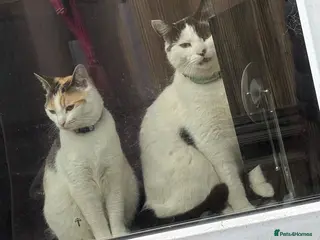 Mixed Breed cats Brother and sister - Advert 2