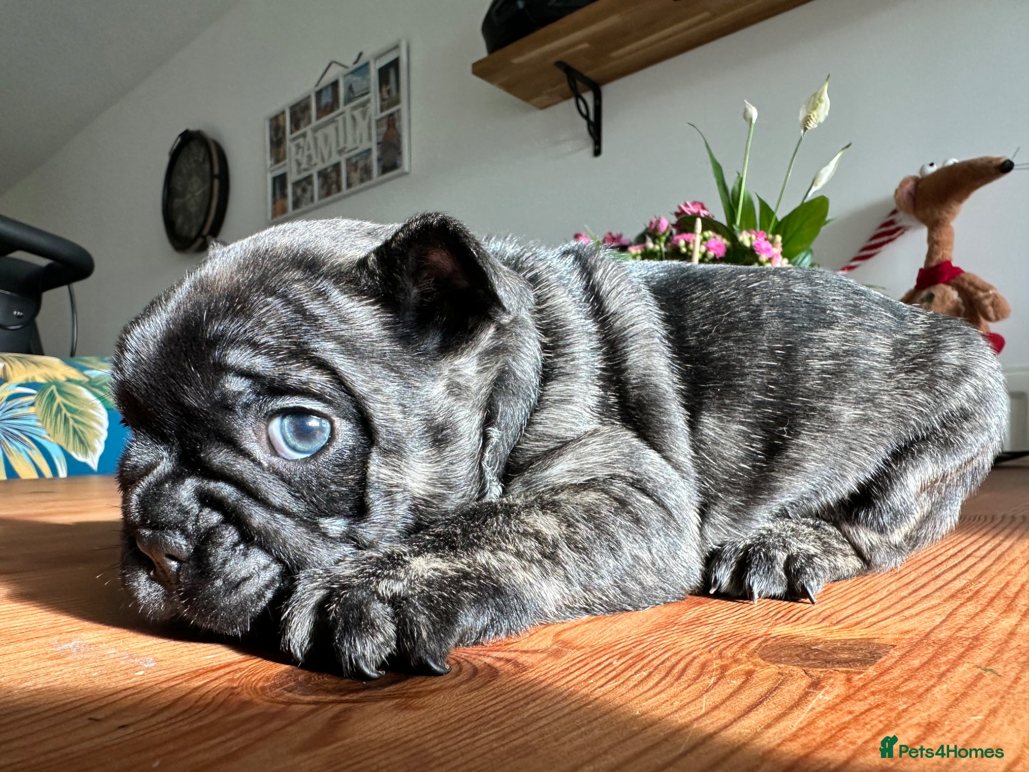 French Bulldog dogs 2 Boys Left KC Registered French Bulldog Puppies - Advert 1