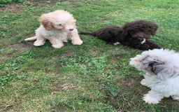 Cockapoo dogs for sale: Amazing cockapoo puppies  - Image 10