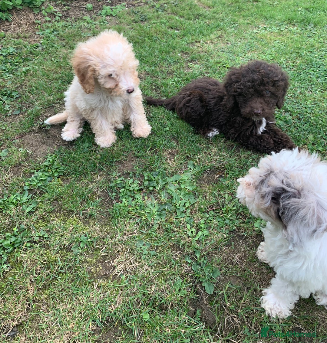 Cockapoo dogs for sale: Amazing cockapoo puppies  - Image 10