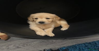 Golden Retriever dogs - Advert 5